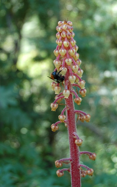Pterospora andromeda